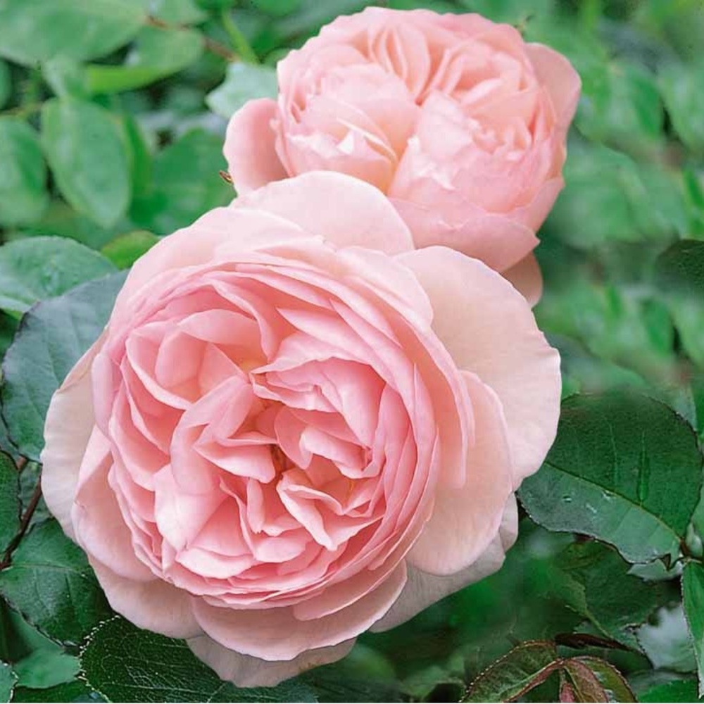 Rose Heritage “AUSblush” English Rose Ownroot Plant, 1 Gallon (1.5-2 years old)